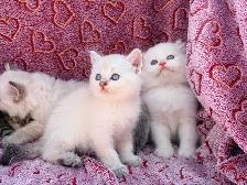 Scottish Fold & Straight Kittens - Photo 9