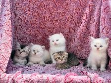 Scottish Fold & Straight Kittens - Photo 10