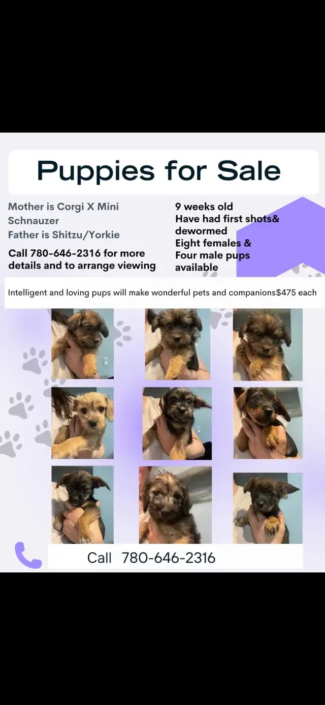 Corgi Shih Tzu Yorkie Mix Puppies