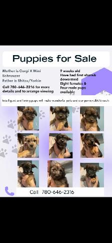 Corgi Shih Tzu Yorkie Mix Puppies
