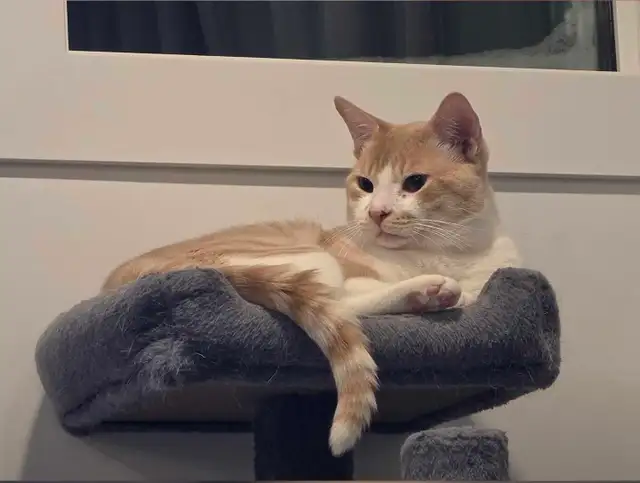 Missing cat in Sharma Cres, Aspen Ridge