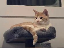Missing cat in Sharma Cres, Aspen Ridge