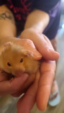 Cute 3-week-old hamsters.