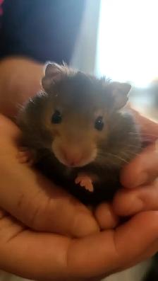Cute 3-week-old hamsters. - Photo 2