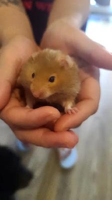 Cute 3-week-old hamsters. - Photo 3
