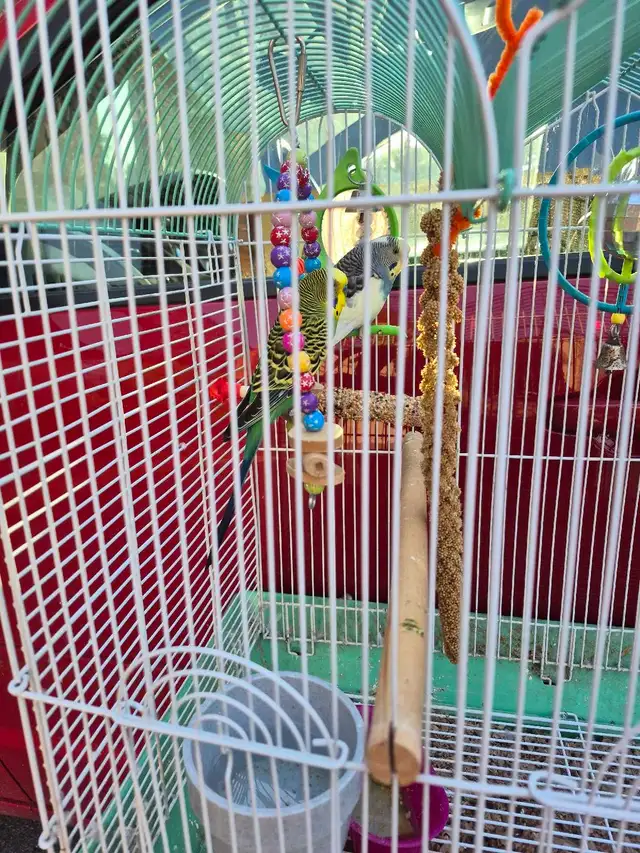 free to a good home.  2 parakeets with cage
