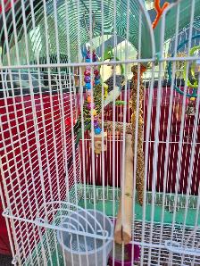 free to a good home.  2 parakeets with cage