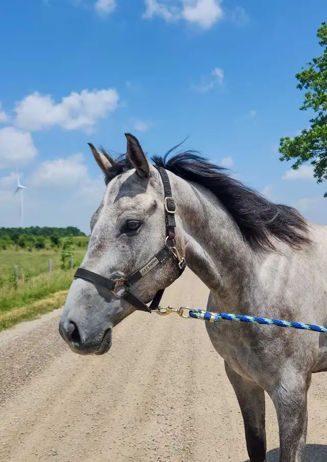 Louie 4 year old gelding