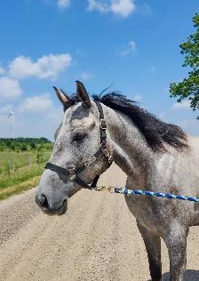 Louie 4 year old gelding