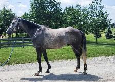 Louie 4 year old gelding - Photo 2