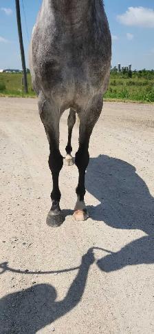 Louie 4 year old gelding - Photo 3