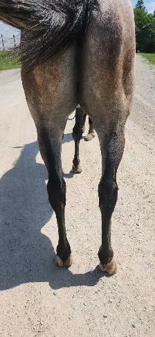 Louie 4 year old gelding - Photo 4