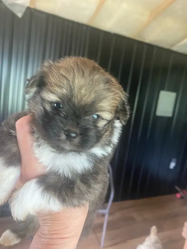 Shih Tzu puppies