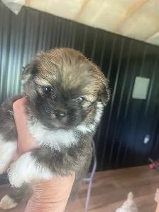 Shih Tzu puppies