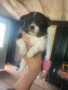 Shih Tzu puppies - Photo 2