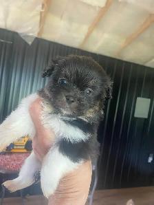 Shih Tzu puppies - Photo 3