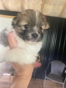 Shih Tzu puppies - Photo 4