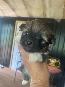 Shih Tzu puppies - Photo 5