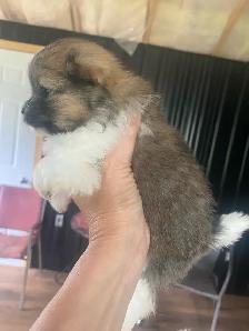 Shih Tzu puppies - Photo 6