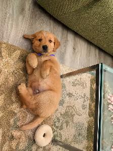 Looking for a Loving Home