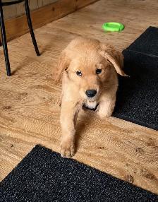 Looking for a Loving Home - Photo 7