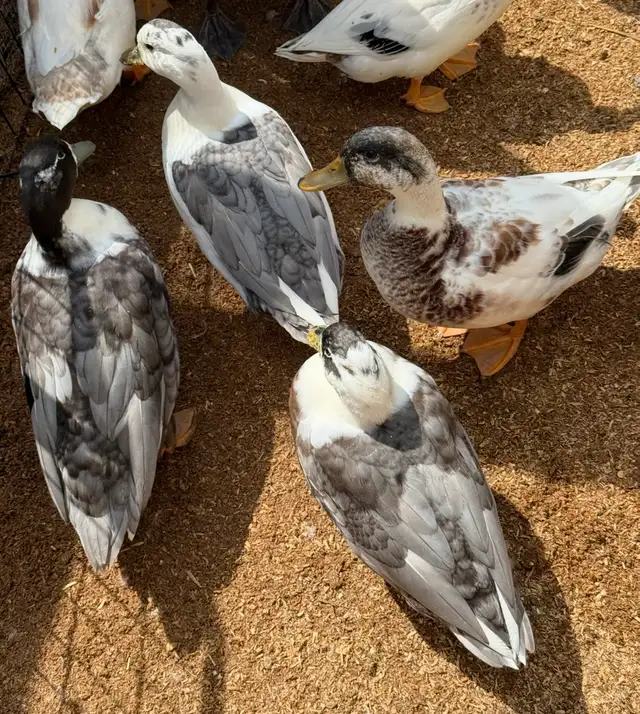 Free Call Duck Drakes