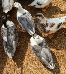Free Call Duck Drakes