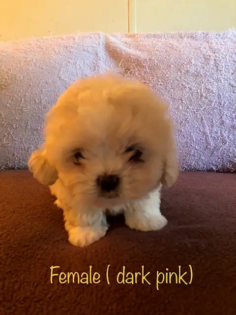 Shih tzu x Bichon puppies