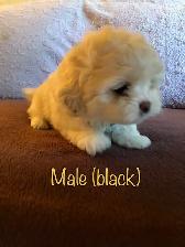 Shih tzu x Bichon puppies - Photo 2