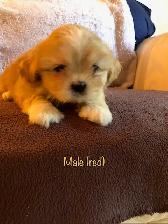 Shih tzu x Bichon puppies - Photo 3