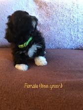 Shih tzu x Bichon puppies - Photo 4