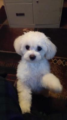 Shih tzu x Bichon puppies - Photo 5