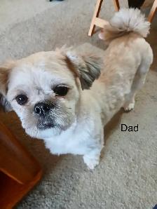 Shih tzu x Bichon puppies - Photo 6