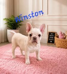 French Bulldog puppies CKC registered