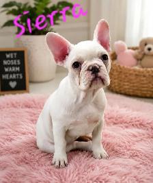 French Bulldog puppies CKC registered - Photo 2