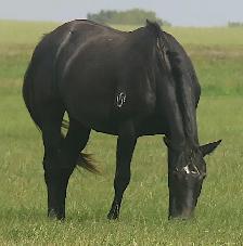 Look at  ME!   Very well bred !