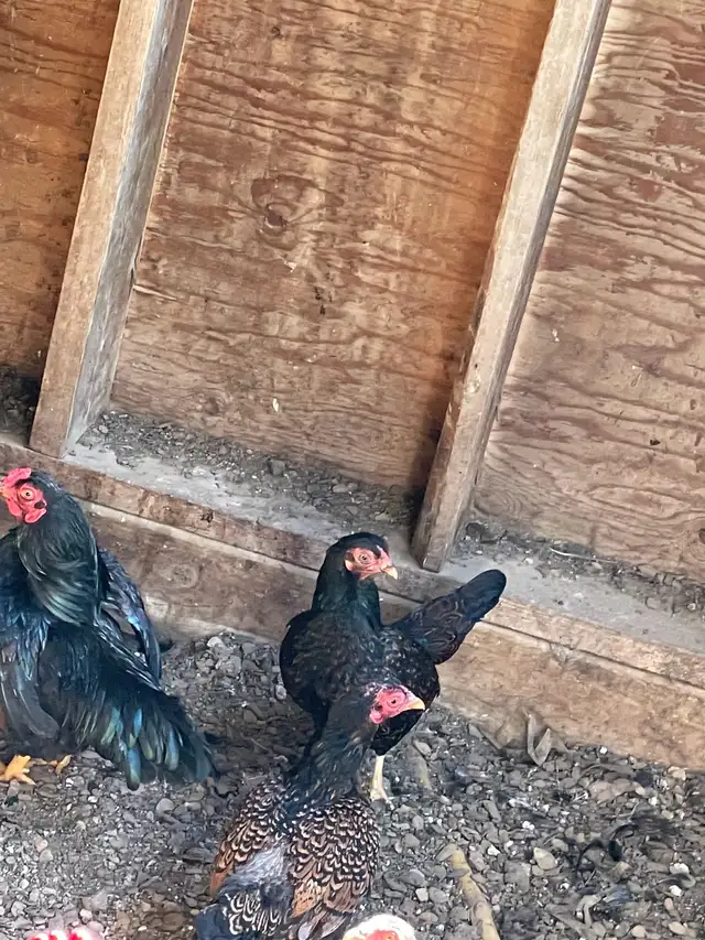 bantam Cornish chickens