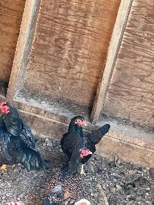 bantam Cornish chickens