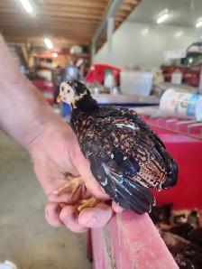 bantam Cornish chickens - Photo 2