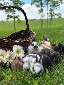 Adorable Holland Lop Bunnies for Sale!!