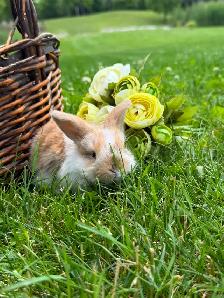 Adorable Holland Lop Bunnies for Sale!! - Photo 2