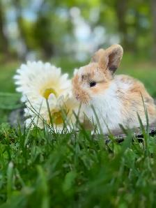 Adorable Holland Lop Bunnies for Sale!! - Photo 3