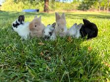 Adorable Holland Lop Bunnies for Sale!! - Photo 4