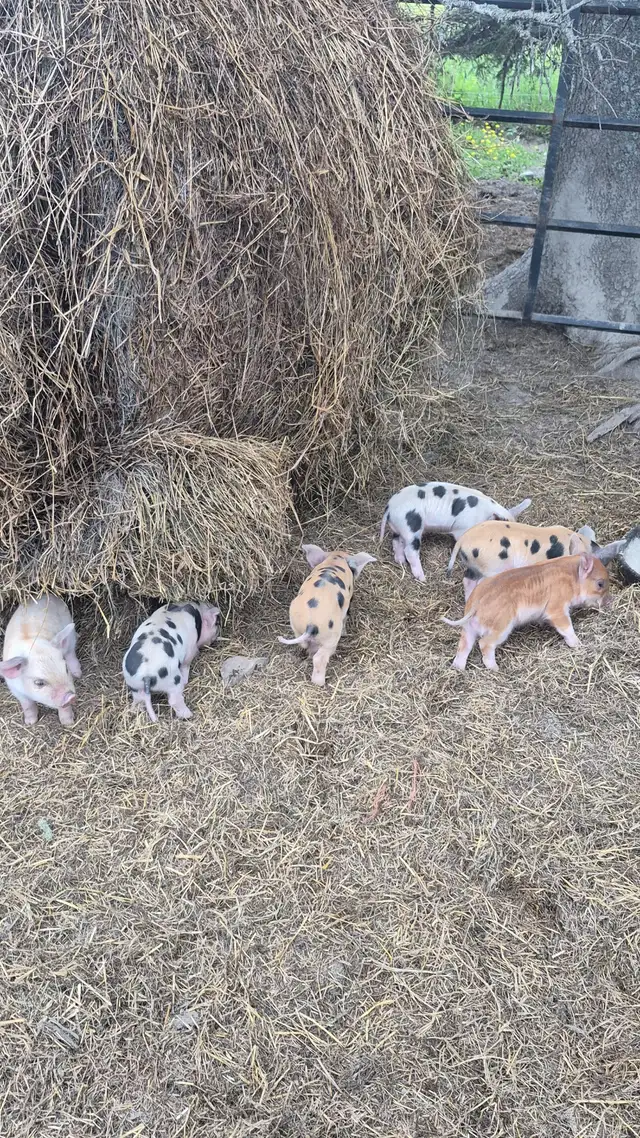 Duroc Piglets