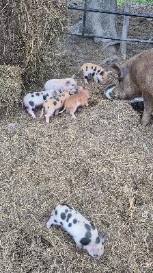 Duroc Piglets - Photo 2