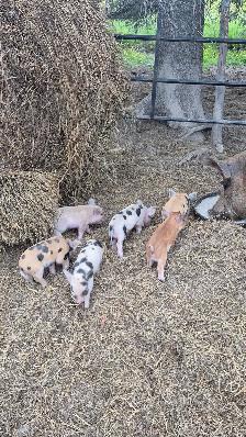 Duroc Piglets - Photo 3