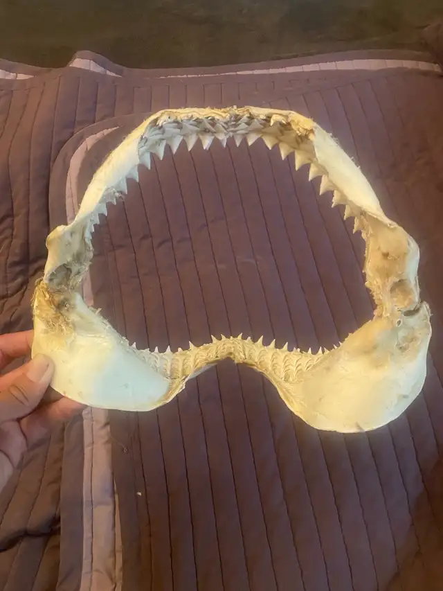 Real tiger Shark jaw