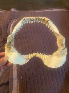 Real tiger Shark jaw