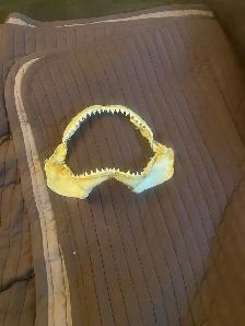 Real tiger Shark jaw - Photo 2