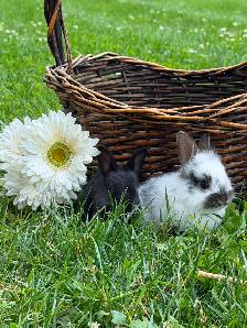 10 ADORABLE Lionhead x Flemish Giant Bunnies for Sale!! - Photo 2